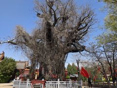 -大槐树寻根祭祖园