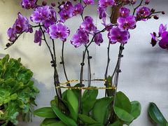 -桂林市花鸟市场