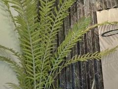 -Dragonfly悠庭·按摩Spa(静安嘉里中心店)