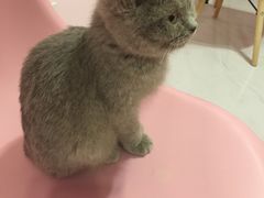 -三花喵·撸猫购宠·宠物生活馆(虹桥南丰城店)