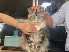 -猫在这儿猫咪咖啡馆·撸猫馆