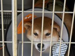 -申普宠物医院·心脏介入·心血管微创(总院)