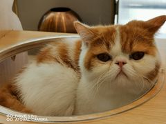 -飞行喵MR PILOT|猫舍·猫咖(静安大融城店)