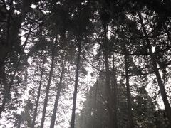 -庐山风景区花径公园