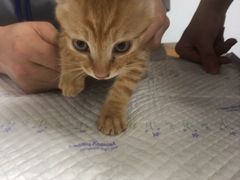 -诺比宠物医院心脏内科·泌尿肾内外科·骨科急重症