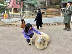 -神户市立六甲山牧场