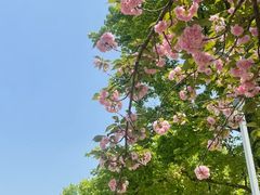 -桃花堤公园