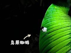 -中国科学院西双版纳热带植物园