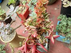 -龙大花卉苗木市场