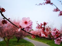 -花开海上生态园