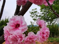 -天适樱花悠乐园