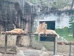 -成都动物园