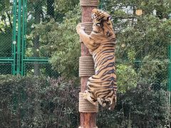 -上海野生动物园老虎餐厅