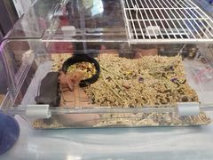 -花鸟鱼虫鲜花绿植市场(玉泉路店)