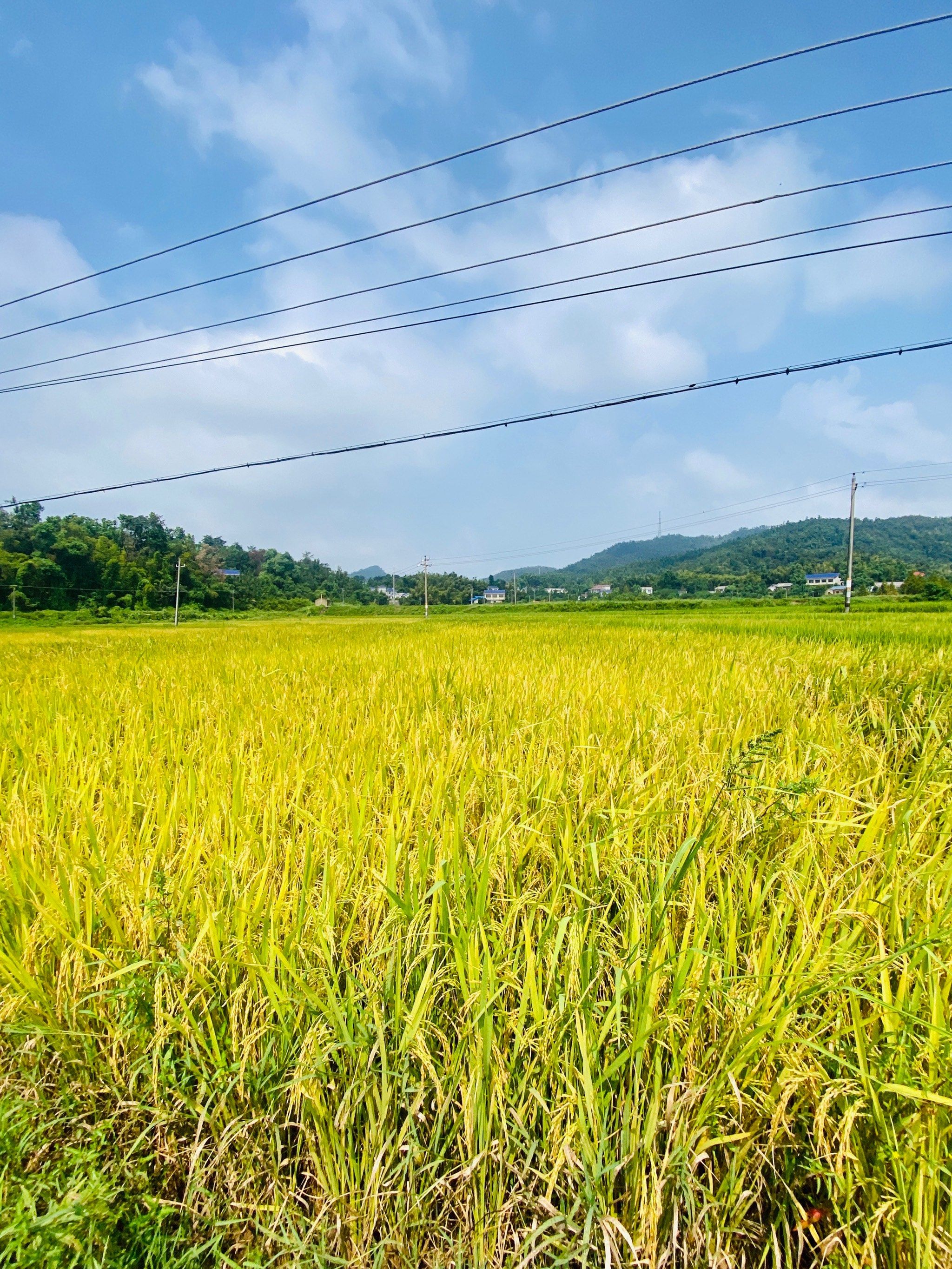 来看秋天的金色稻田吧