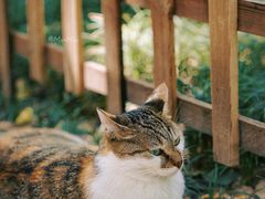 -西园寺