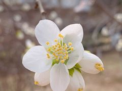 -桃花堤公园