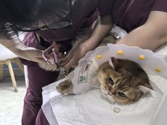 -纳吉亚猫专科动物医院·北北分院
