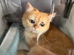 -瑞派宠物医院·犬猫全科·猫友好(宾水西道店)