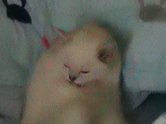 -欣宠猫屋·矮脚拿破仑·蓝金金渐层