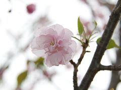 -天适樱花悠乐园