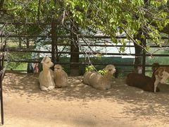 -青藏高原野生动物园