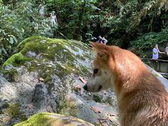 -西岭雪山大飞水景区