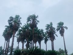 -柱状节理带