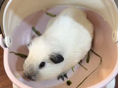 -楼上猫咖(罗湖店)