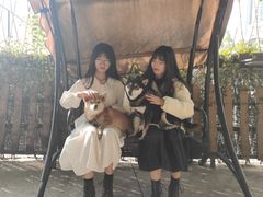 -柴犬高等学院·狗咖·柴犬售卖·宠物训练