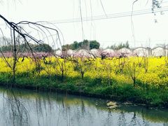 -南汇桃花村
