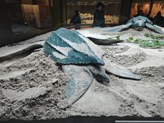 -美国自然历史博物馆