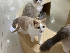 -鼓捣猫呢主题猫咖店