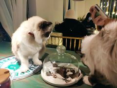 -喵喵咪呀布偶猫咖(春熙路店)