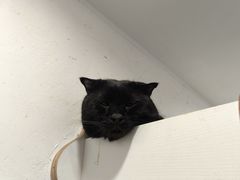 -楼上猫咖(罗湖店)