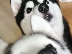 -Husky Go! 哈士奇体验馆·宠物咖啡厅狗咖