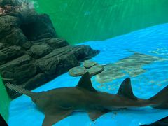 -上海海洋水族馆