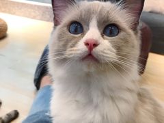 -momokira米努特·德文卷毛猫·棉花面纱犬