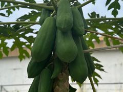 -Ohkajhu Organic Farm Sansai