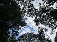 -黄埔油麻山森林公园