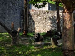 -都江堰中华大熊猫苑