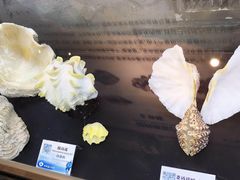 -贝壳梦幻世界