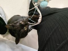-共舞时光猫咖·狗咖(新街口店)