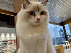 -瞄一喵猫咖(格力海岸店)