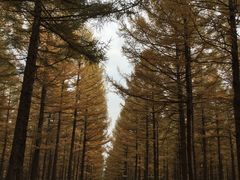 -塞罕坝国家级自然保护区