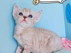 -十年猫舍·猫咪专门店(普陀店)