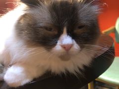 -猫色咖啡·猫咖