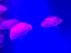 -瑞普利水族馆