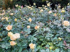 -人民公园(罗湖区)