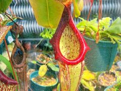 -国家植物园南园